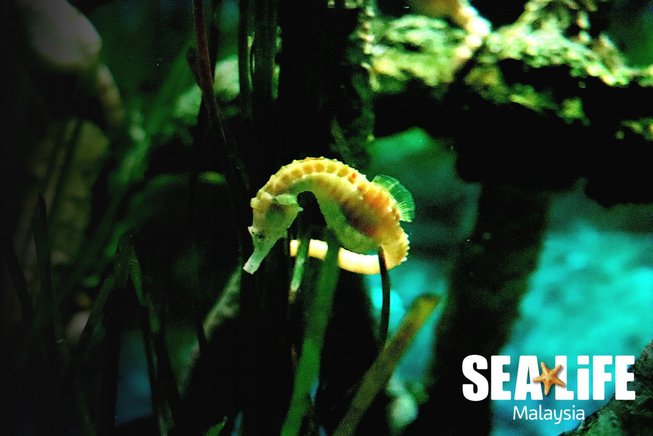 A newly hatched seahorse. – Pic courtesy of Sea Life
