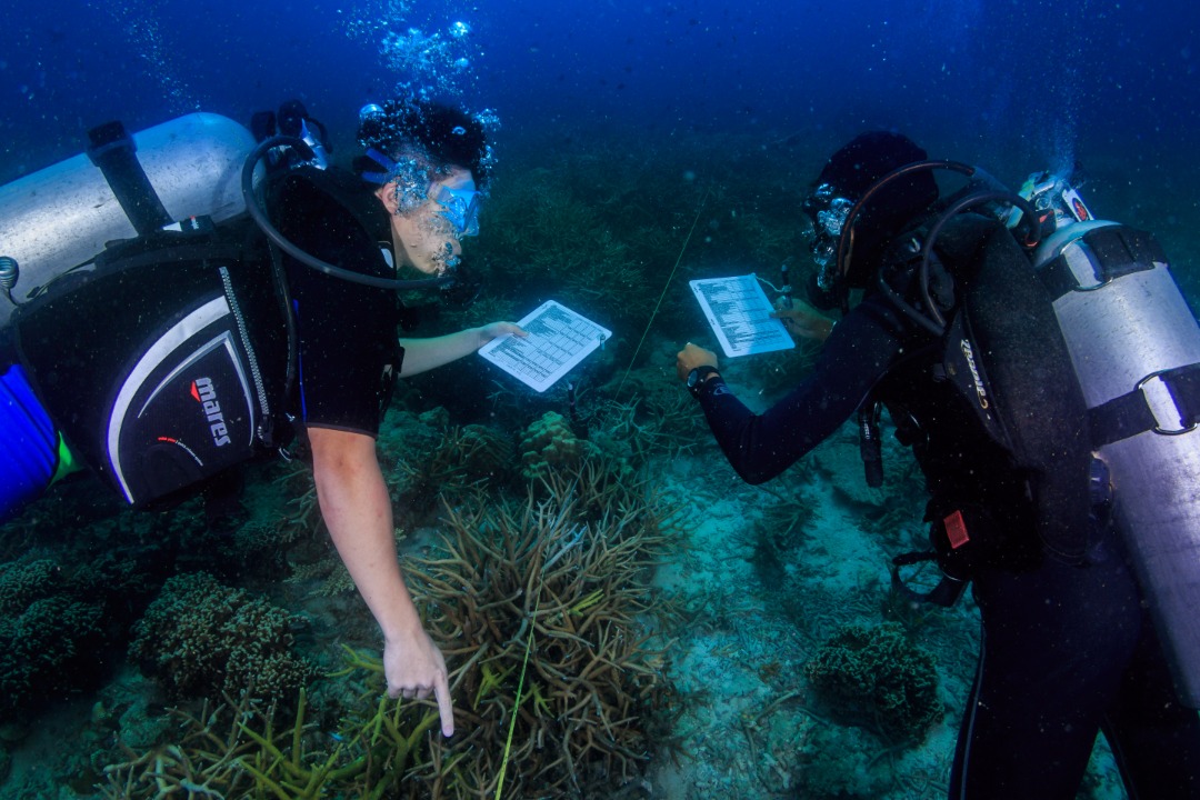 Volunteers of Reef Check Malaysia doing surveys on the status of corals. – Pic courtesy of Reef Check Malaysia