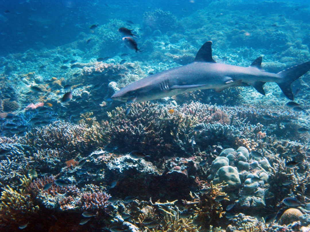 A white tip reef shark swimming along the reefs. A healthy marine ecosystem is vital to smaller aquatic animals to apex predators such as sharks. – Pic courtesy of Reef Check Malaysia