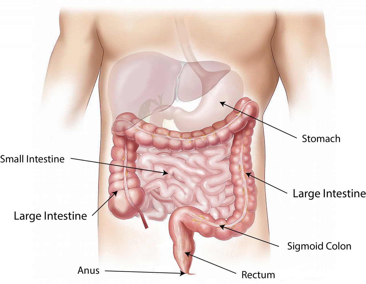 The digestive tract. – Pixabay pic