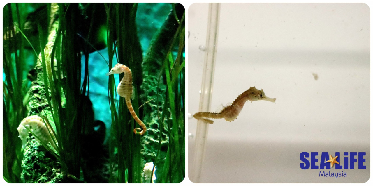 Sea Life Malaysia's pot-bellied seahorses are bred under the sanctuary's Breed, Rescue, and Protect (BRP) Program, a global program run throughout Sea Life’s across the globe. – Pic courtesy of Sea Life