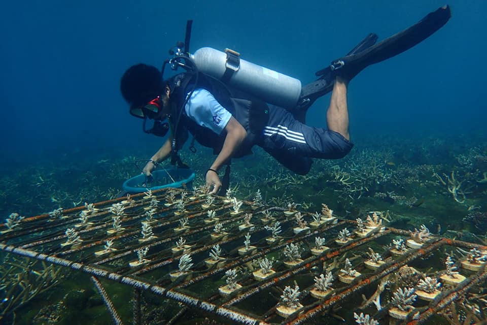 Coral breeding system in Pulau Bidong, Terengganu. – Pic courtesy of Yayasan Coral Malaysia