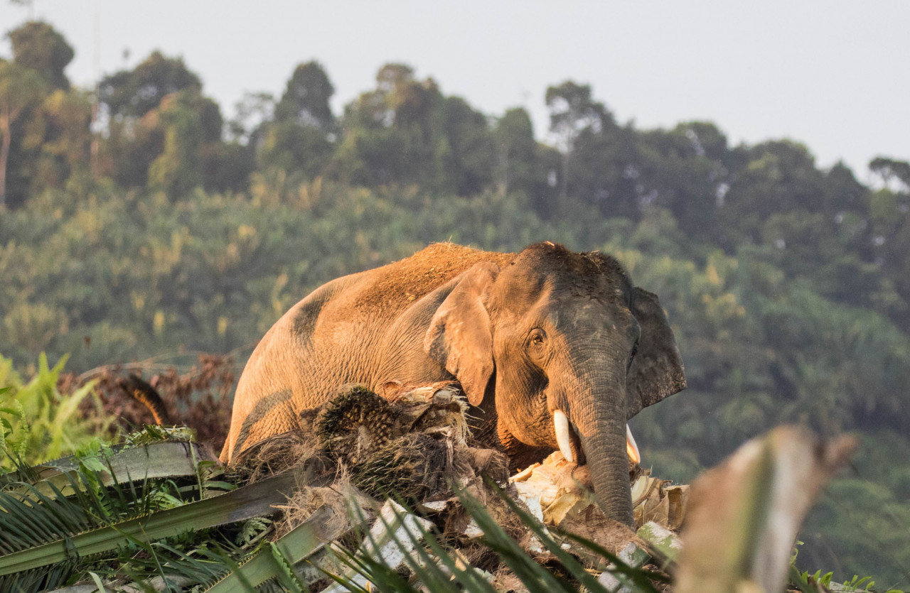  The 1StopBorneo Wildlife aims to increase the survival chance of elephants by encouraging plantation owners to protect them.  - Pic courtesy of Shavez Cheema