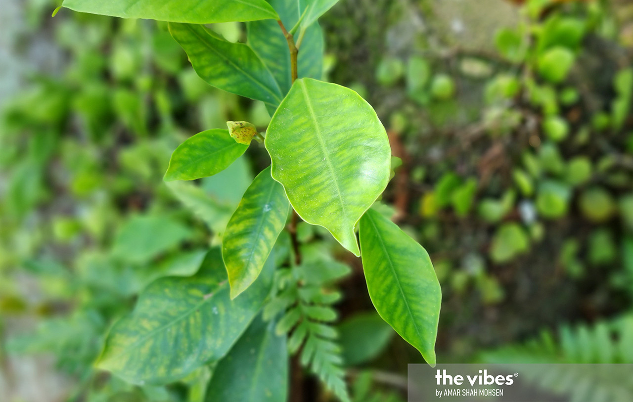 Photo taken using the S21’s Portrait Mode. – AMAR SHAH MOHSEN/The Vibes pic 