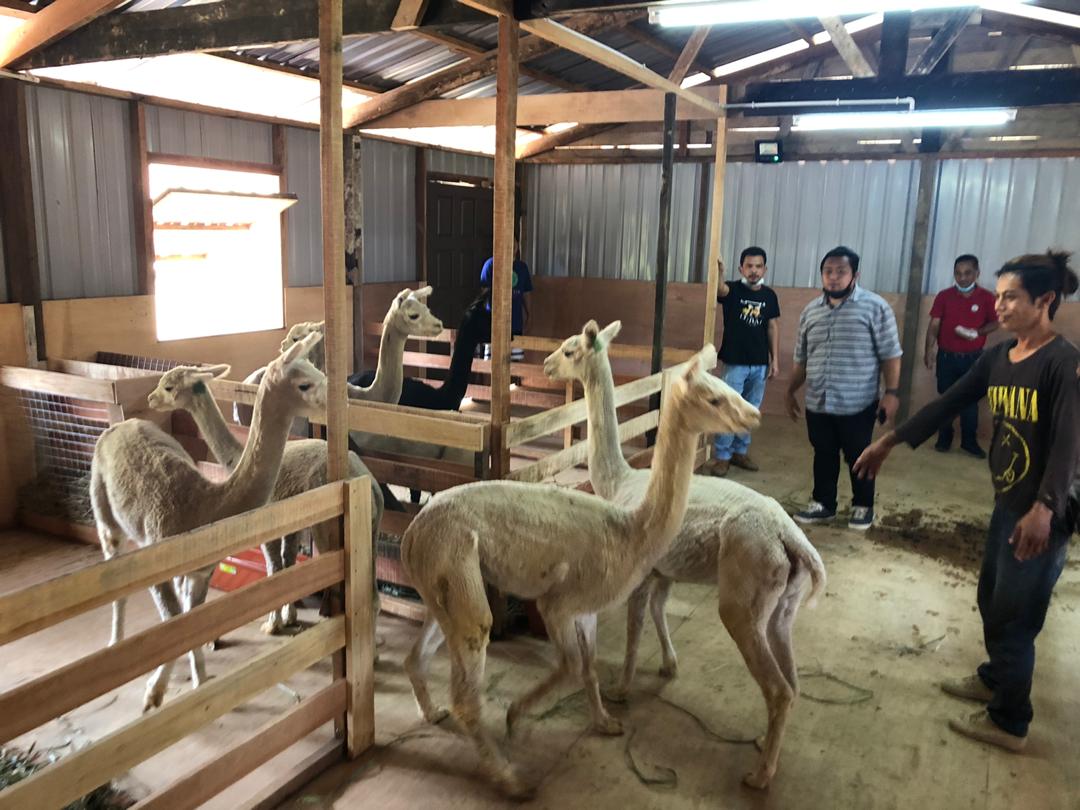 Alpacas move about their sleeping area. –  Facebook pic