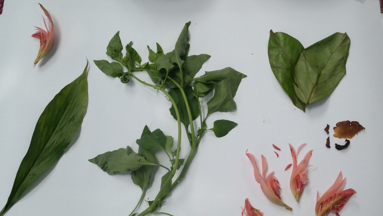 (From left) Daun semomok, sayur meranti, bunga kantan and asam keping, daun kulim. – Pic courtesy of Syarifah Nadhirah