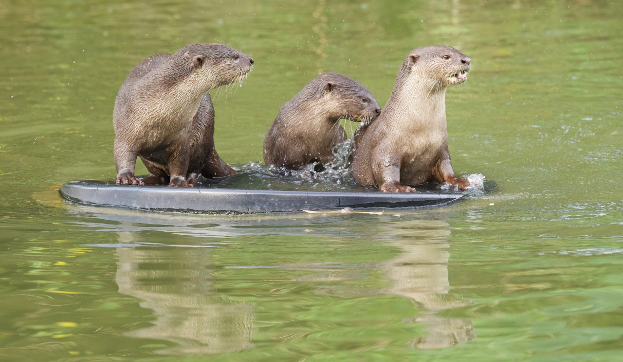 Otters. They now frolic and play in our urban rivers and lakes. – Peter Ong pic