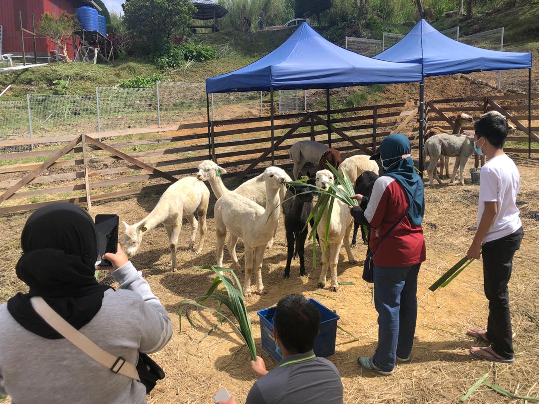Alpacas are easy to feed, simply subsisting on leaves and grass. – Facebook pic