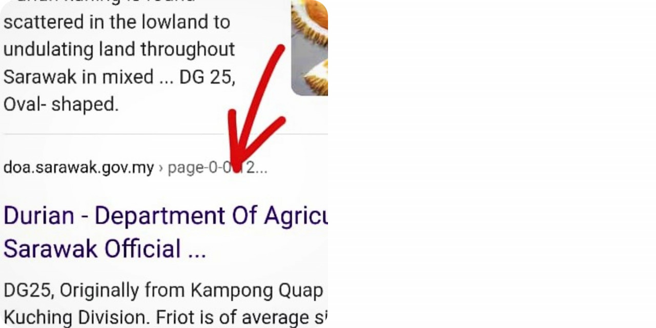 The famous Kampong Quop Durian tagged DG25 by the State Agriculture Department. The villagers say it is the MPV of Sarawak's durian species. – Google pic