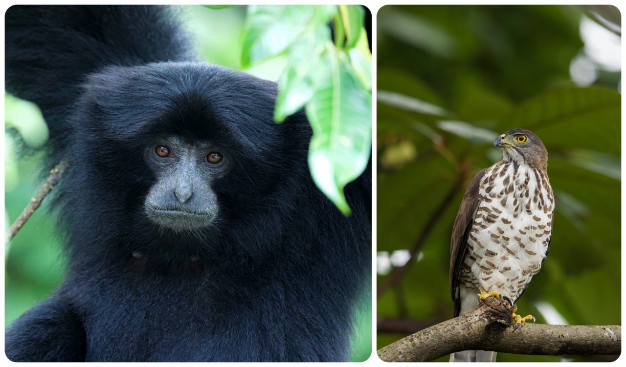 Siamang (left) and crested goshawk. – Peter Ong pix