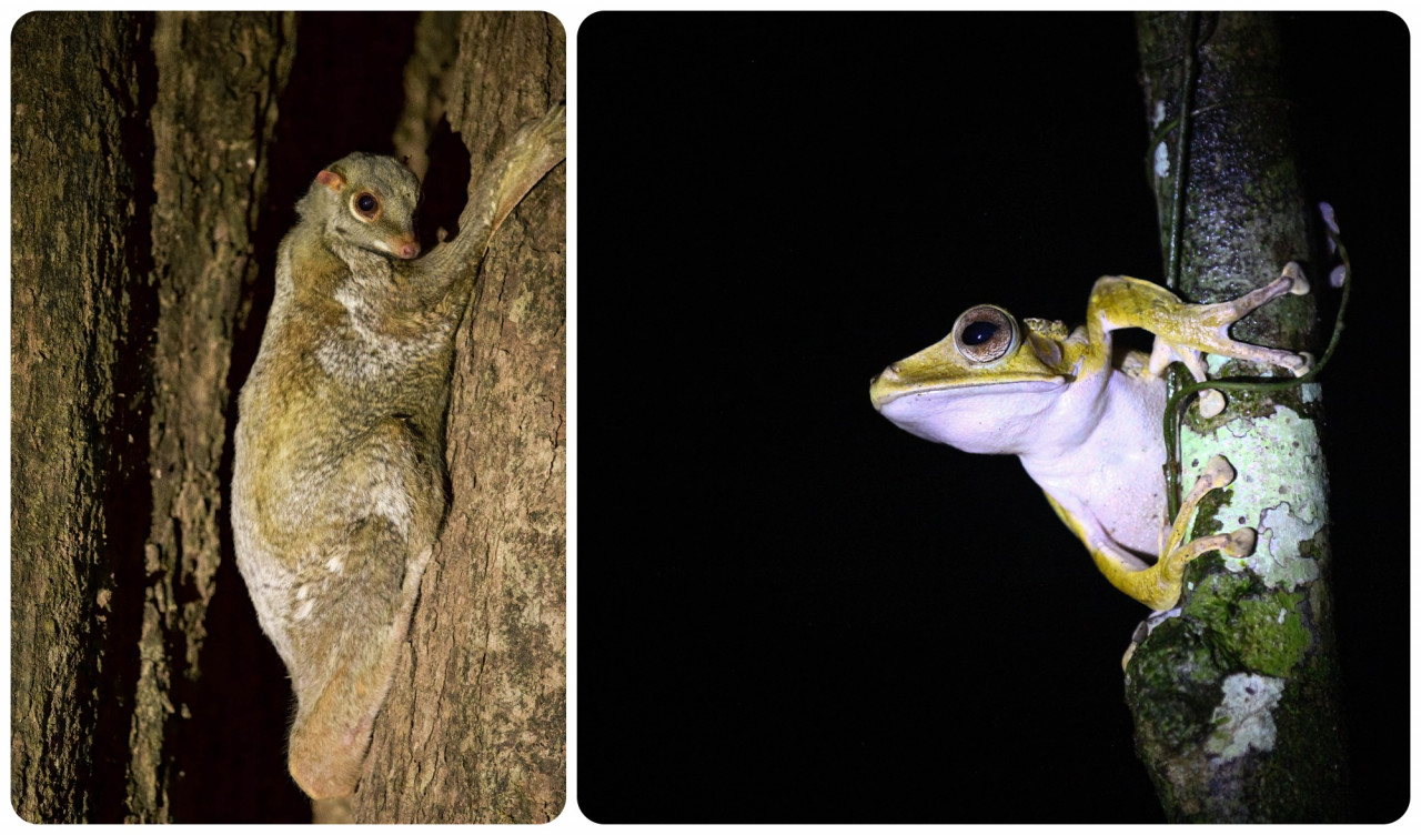 Colugo (left) and Borneo eared frog. – Peter Ong pix