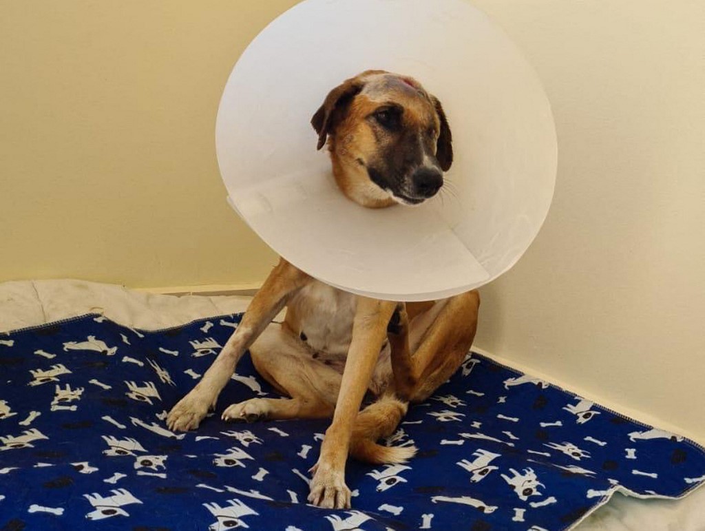 A handout photo dated January 30, 2021 shows stray dog Freya, found in Doha with 'half her face blown off', after receiving treatment in the Qatari capital. – AFP pic