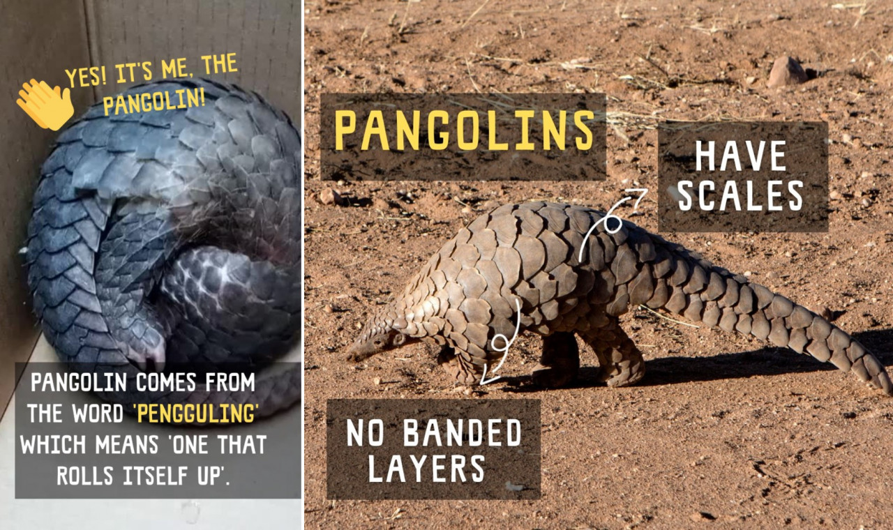 The scales are used to protect themselves from predators. – The Habitat Foundation pic
