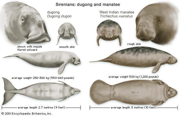 Detailed biological features of the manatee and dugong. – dipndive.com pic