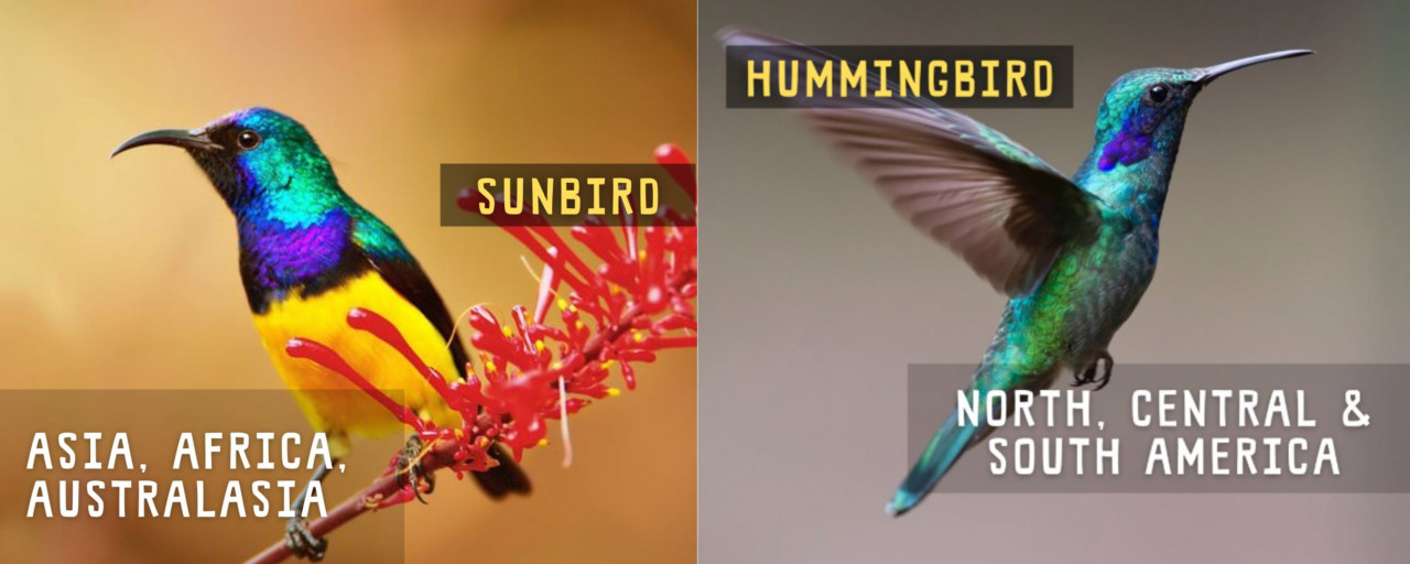 A major difference between the two species is that sunbirds feed while perching and hummingbirds usually feed while hovering. – The Habitat Foundation pic