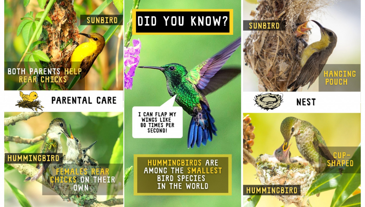 The birds are not closely related. Their similarities are a product of convergent evolution. – The Habitat Foundation pic