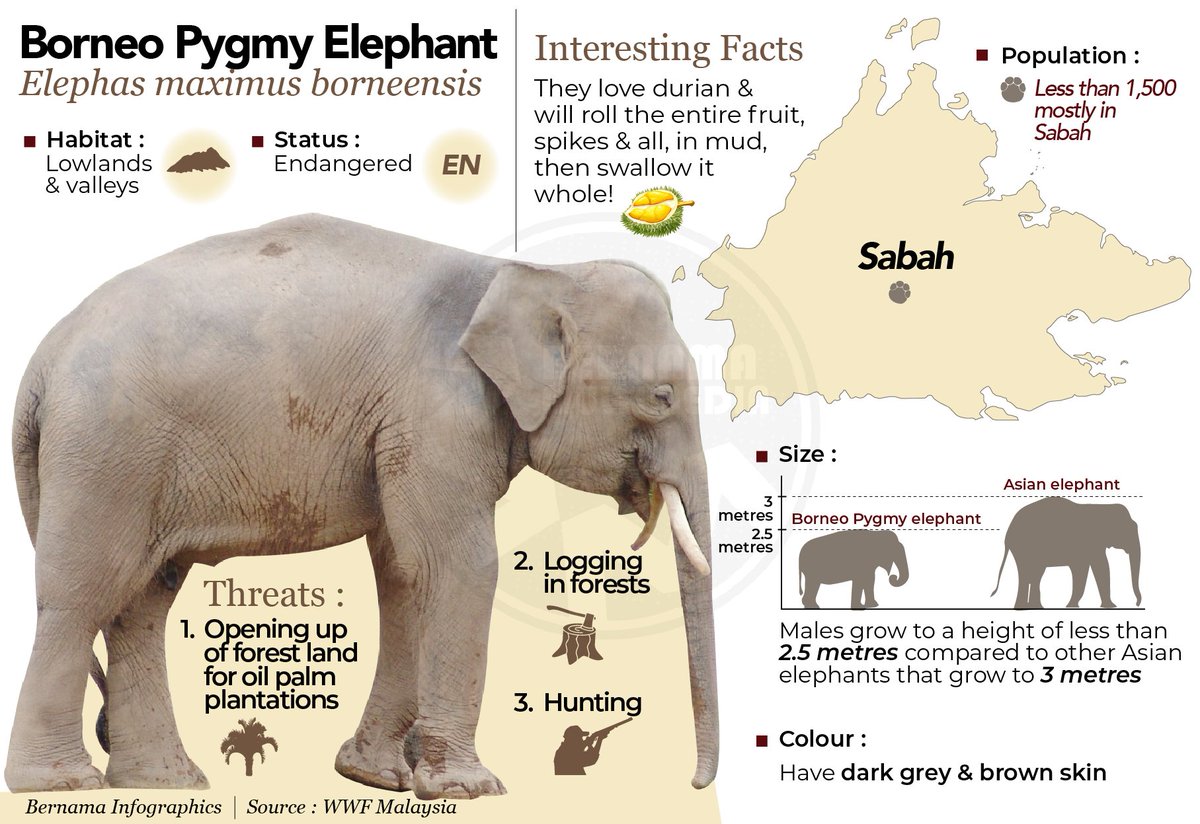 Pygmy elephants are around 25% smaller than other Asian elephants. – Small Mammals of Borneo Facebook