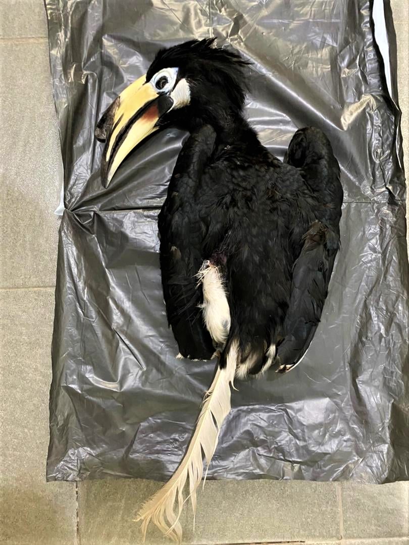 The female dead hornbill believed to be Alice, mauled by dogs. – Pic courtesy of Piasau Nature Reserve