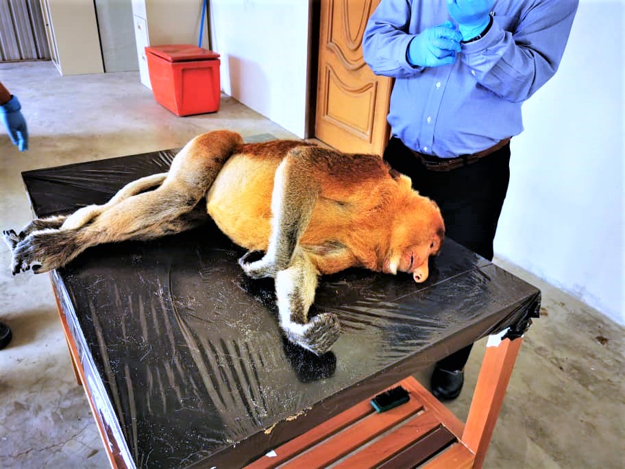 The Proboscis Monkey killed by dogs at the SFC forensic laboratory. – Pic courtesy of Piasau Nature Reserve