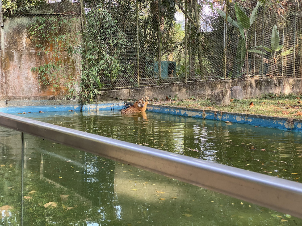 A Malayan Tiger rests in the water in his enclosure. - Pic courtesy of Waterco (Far East) Sdn Bhd