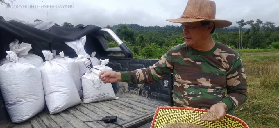Baru, the harvester and his harvest. - Photo by Freddie Acho Bian