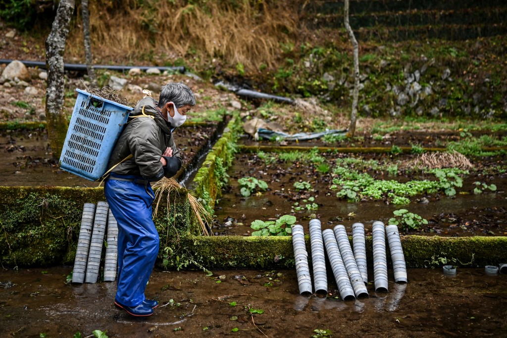 In this picture taken on November 24, 2020, Yoshihiro Shioya carries a container of wasabi at a farm in Ikadaba in the city of Izu, Shizuoka prefecture. – AFP pic