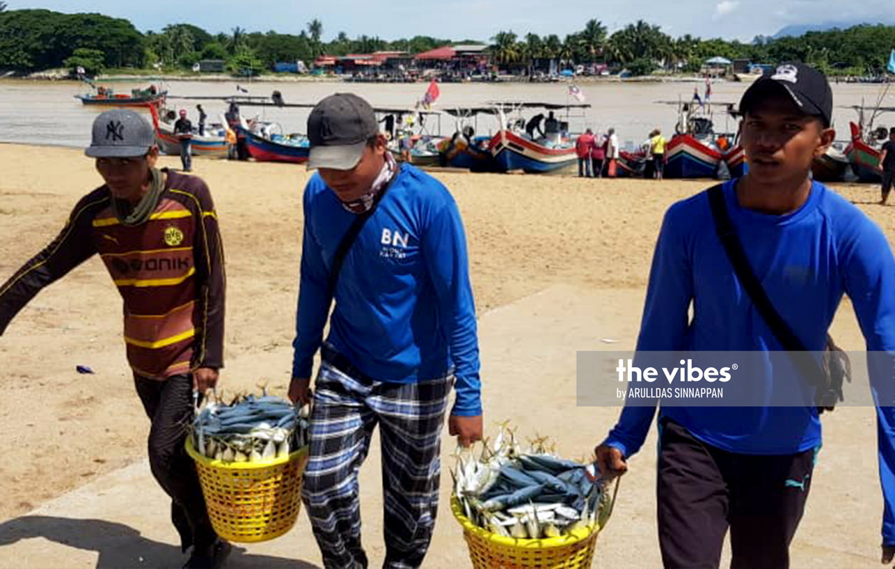 Fishermen bring in their daily haul. – The Vibes pic, November 4, 2020