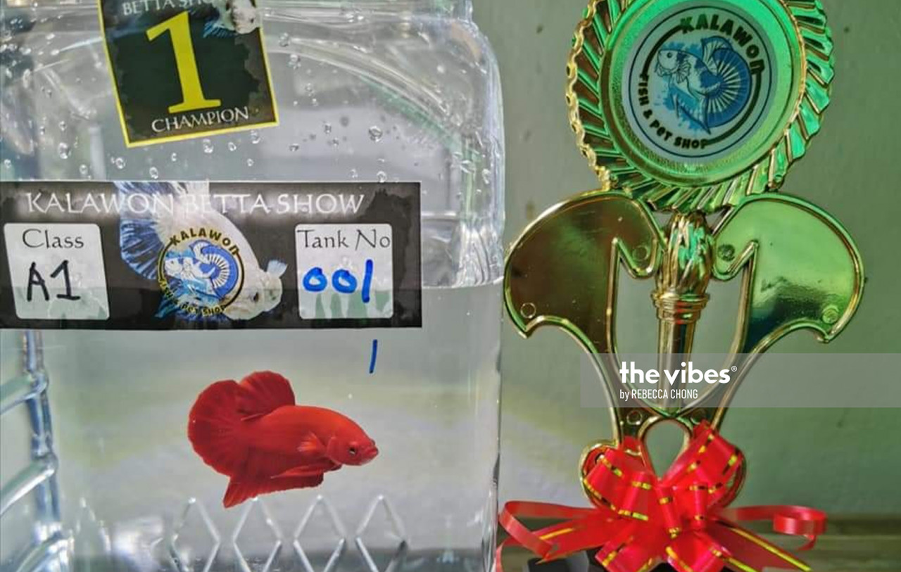 Super Red HMPK appeared as Grand Champion of Kalawon Betta Show Version 4 in Keningau, Sabah, this year. – The Vibes pic