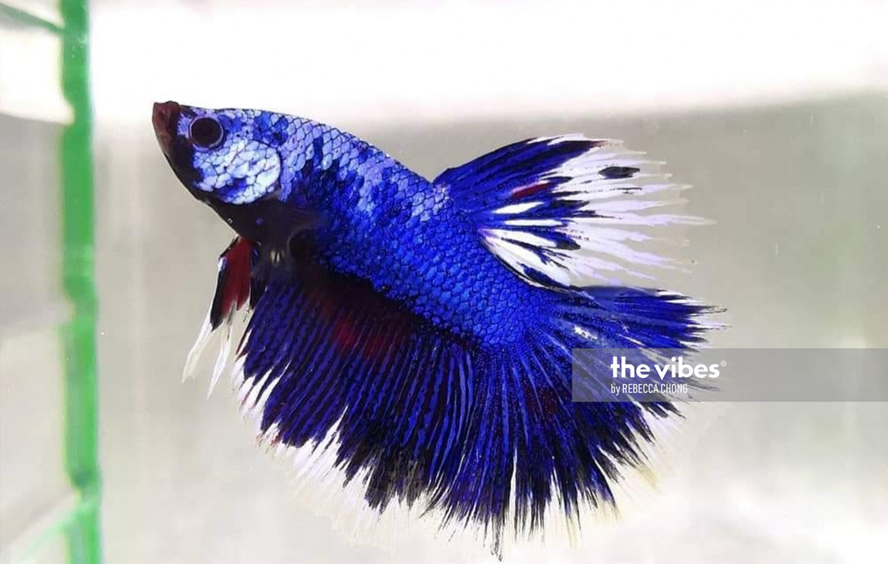 A Halfmoon Fancy in full flare. – The Vibes pic