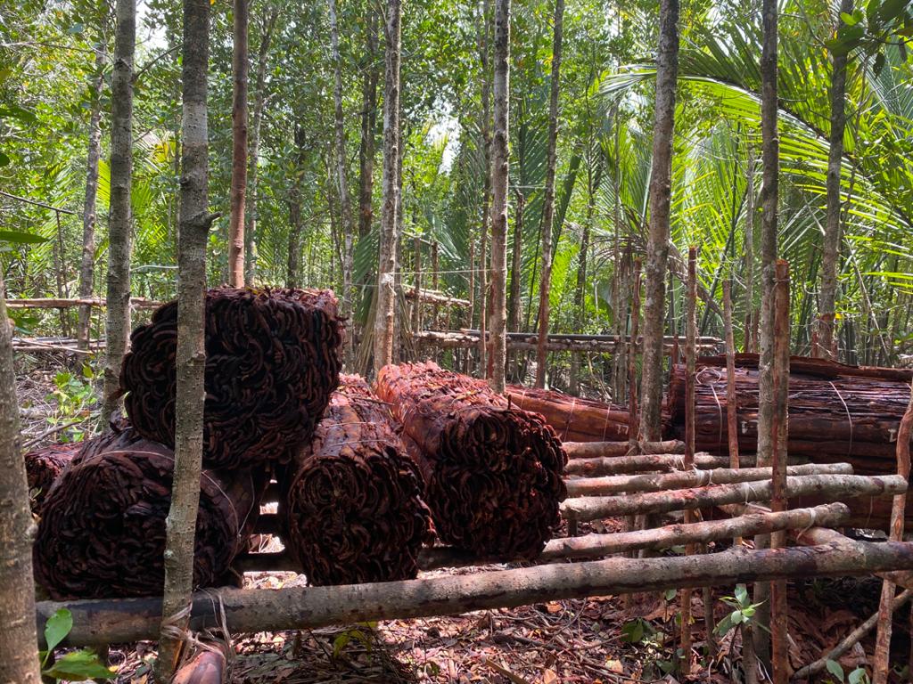 Tangar tree bark contains tannin, which is used in alcoholic beverages and food colouring. – Pic courtesy of the GOF’s 15th Battalion, October 12, 2020