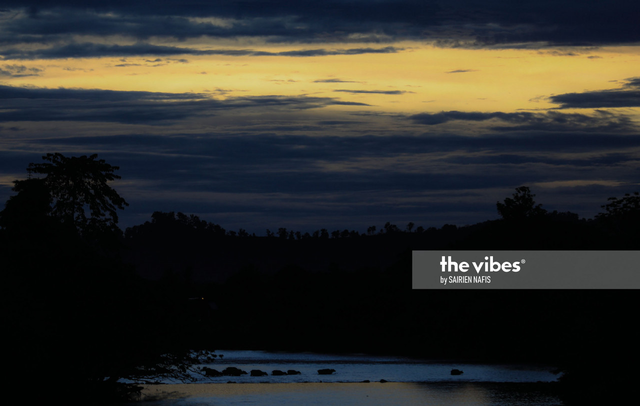 A herd of buffaloes crossing a river during sunset in Kota Belud. - The Vibes pic, Oct. 1, 2020
