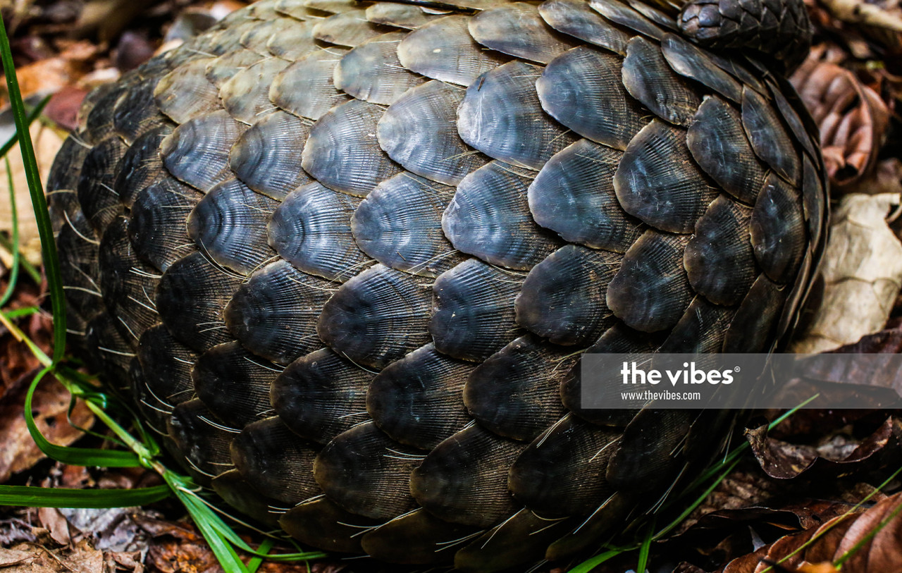 In some cultures, pangolin scales are believed to stimulate lactation, help drain pus and relieve skin diseases or palsy, when consumed. – 1StopBorneo Wildlife pic, November 23, 2020