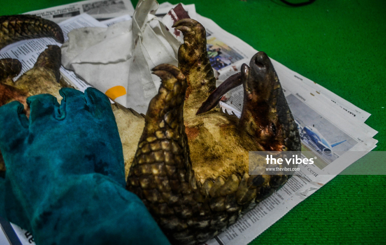 Pangolins are hunted for their meat, considered an exotic food. – 1StopBorneo Wildlife pic, November 23, 2020
