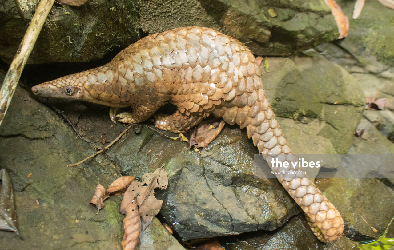 There are an estimated 1,000 pangolins left in the wild in Sabah. – 1StopBorneo Wildlife pic, November 23, 2020
