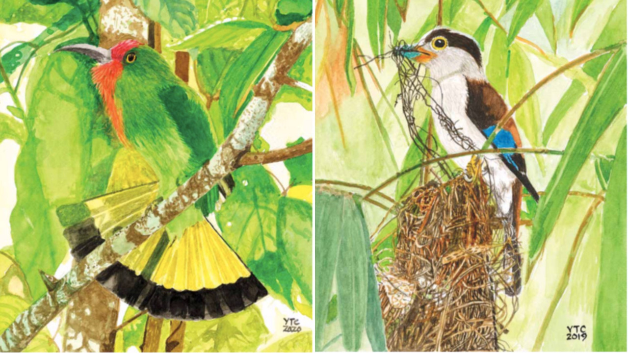 ‘Birds of Malaysia – An Artist’s Love’ compiles a total of 120 watercolor paintings and hopes to alert readers to the urgent need for conservation of our ecosystem and unique biodiversity in Malaysia. – Pic courtesy of Yeow Teck Chai