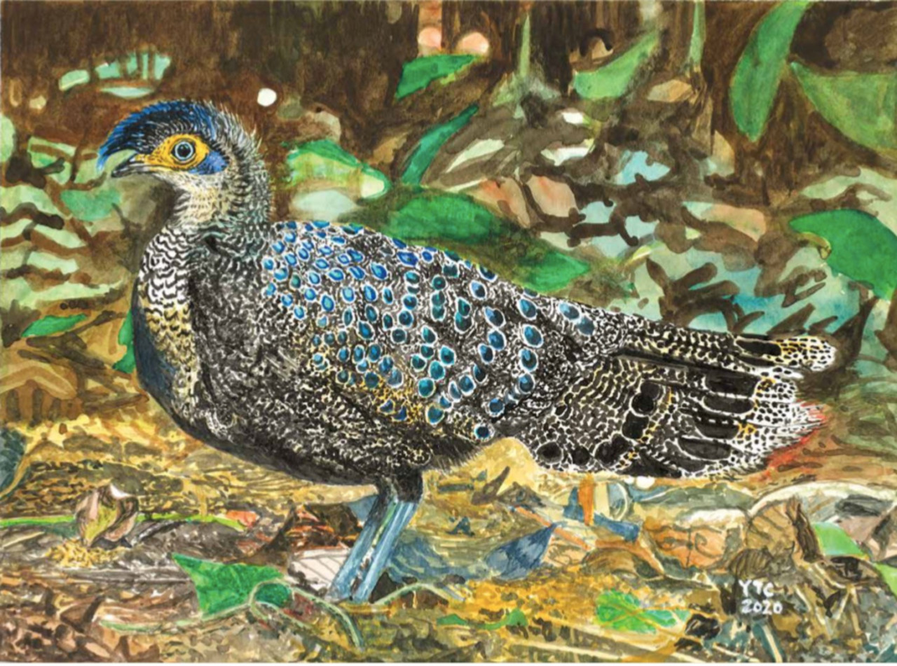 ‘Malayan Peacock Pheasant (male)’, 2020. – Pic courtesy of Yeow Teck Chai