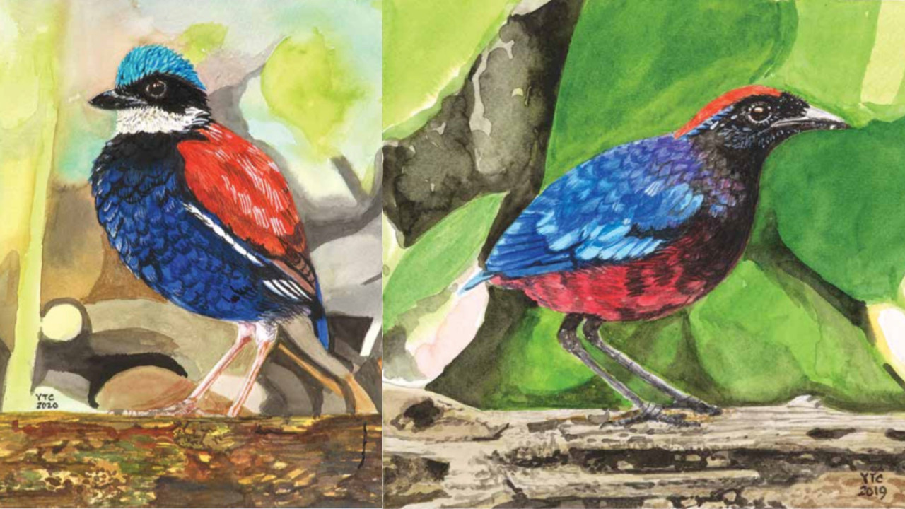 ‘Blue-headed Pitta’, 2020 (left) and ‘Garnett Pitta’, 2019. – Pic courtesy of Yeow Teck Chai