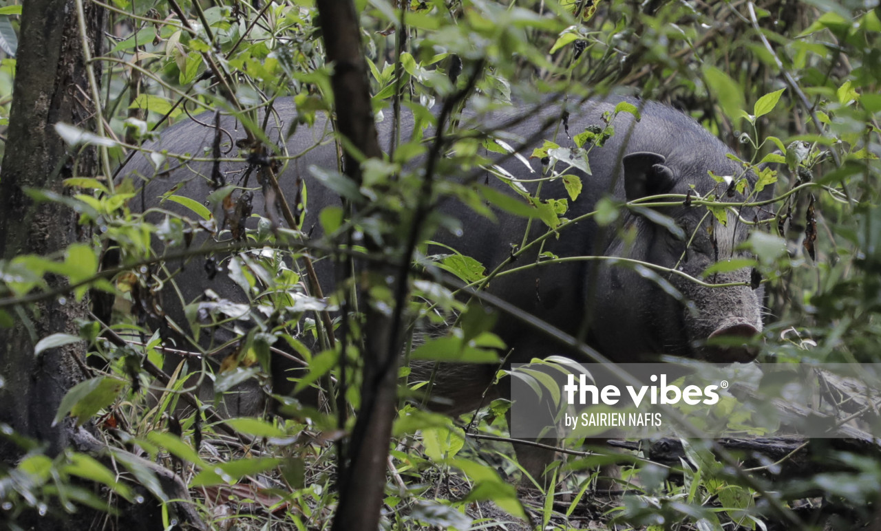 Pig are among the livestock kept by Kg Bisuang villagers. The village sits downstream of the Papar river that is threatened by the mega dam project. – SAIRIEN NAFIS/The Vibes pic, September 21, 2020