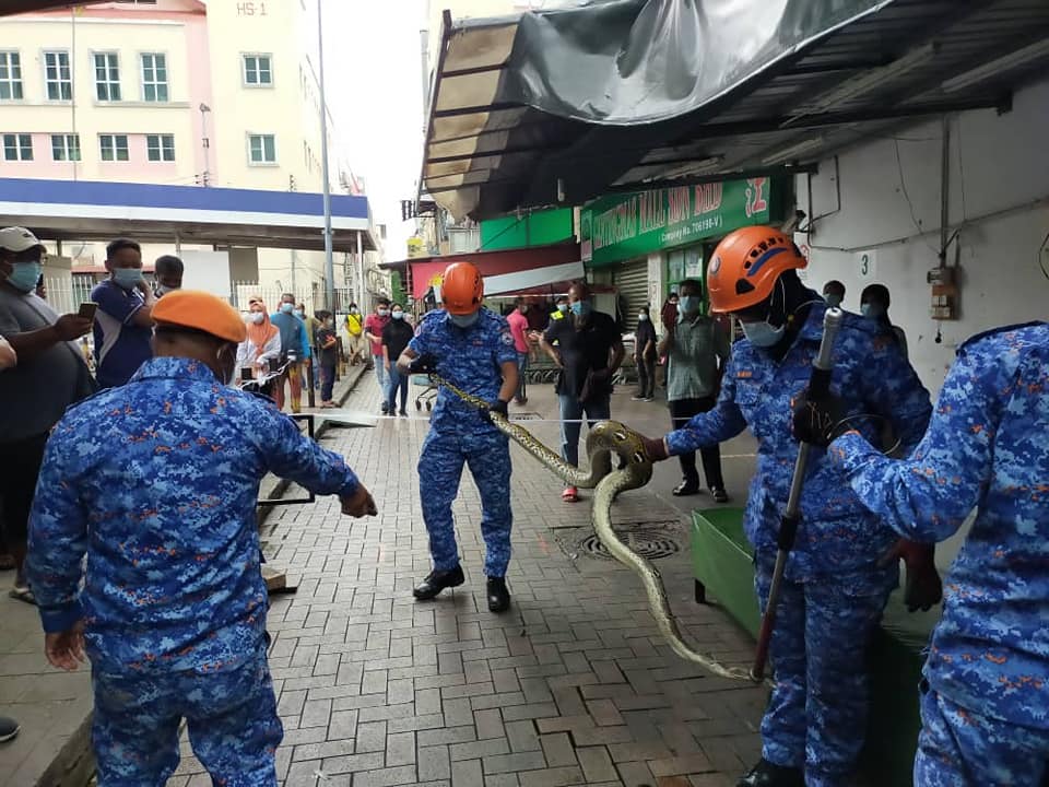 Officers from the Sandakan Civil Defence Force, with the three metres long python, that was captured near a bus terminal at the Sandakan city centre, on October 17, 2020. – REBECCA CHONG/TheVibes, October 17, 2020