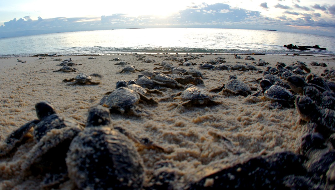 Turtle hatchlings in Selingan Island move towards the sea. – AZAMI BONGSU/SELINGAN pic, October 18, 2020