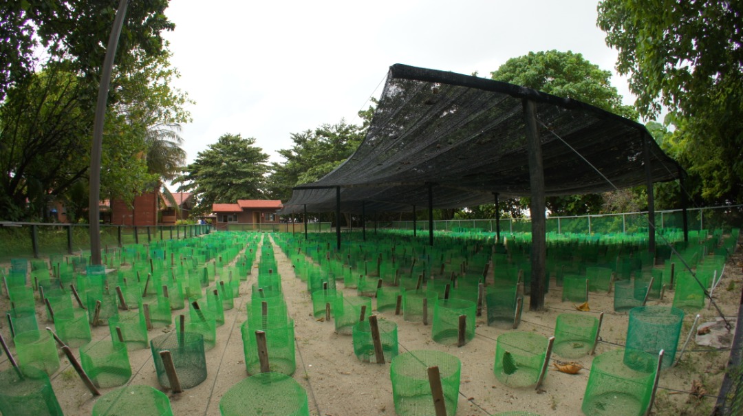 Turtle nests at Selingan Island. – The Vibes, October 18, 2020