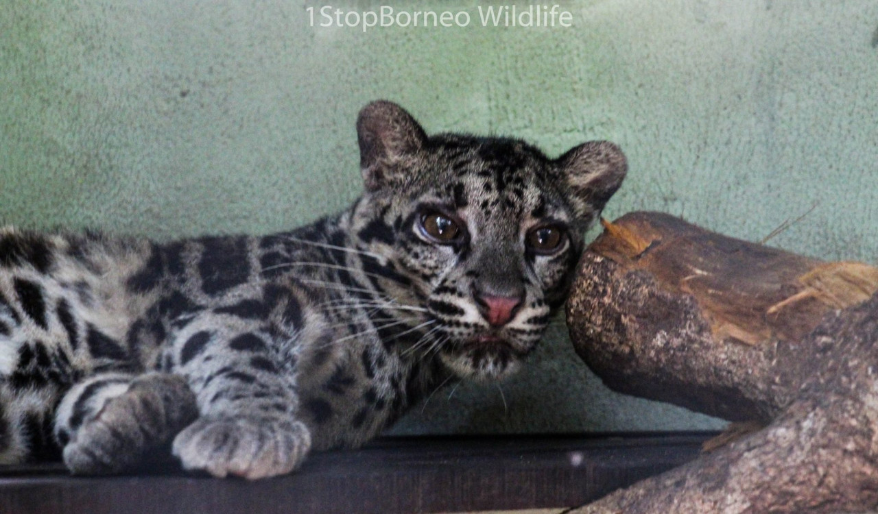This sad clouded leopard that was previously kept in a small cage in Brunei is now is now under veterinary supervision in Matang Wildlife Centre, Sarawak . - Pic courtesy of 1Stop Borneo Wildlife 