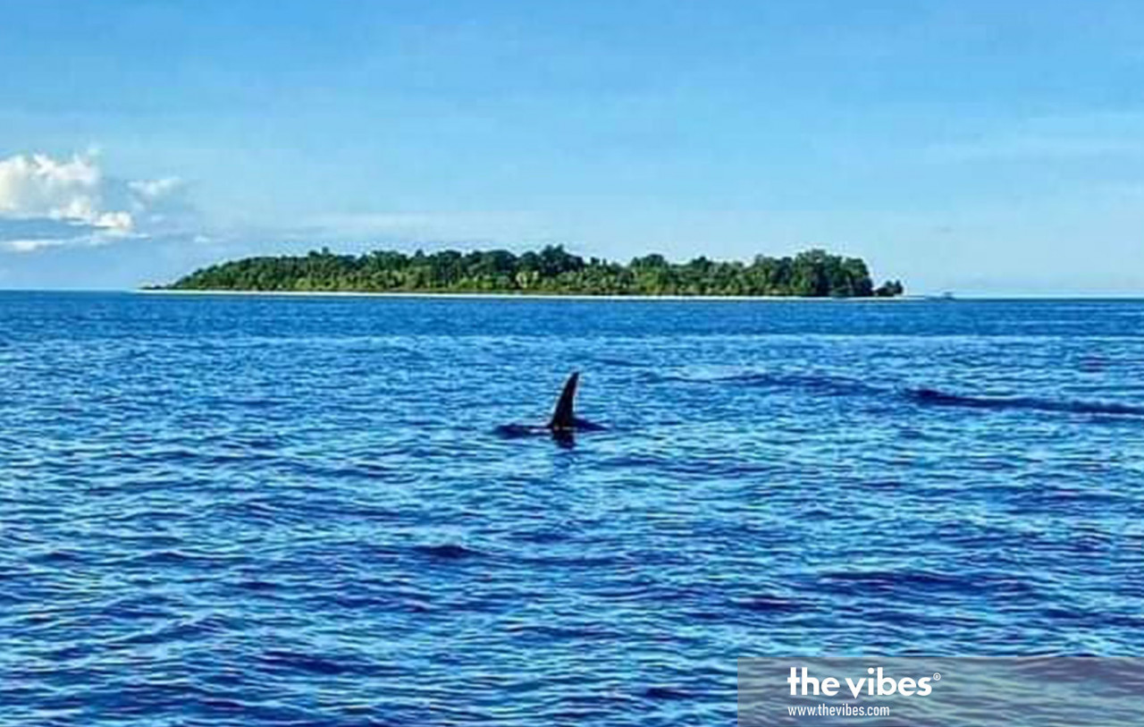 While the presence of killer whales in Sabah waters is not common, they have been spotted in waters off Semporna in the past. – Afat Abdurahim Facebook pic, January 7, 2021