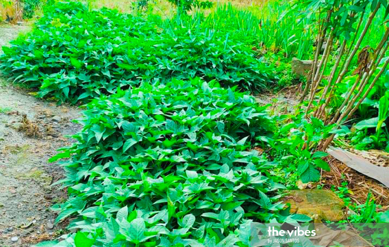 The crops planted by Luke Kabun include chilli, pepper and vegetables, which he sells with his cousin at the nearby market. – JASON SANTOS/The Vibes pic, February 12, 2021