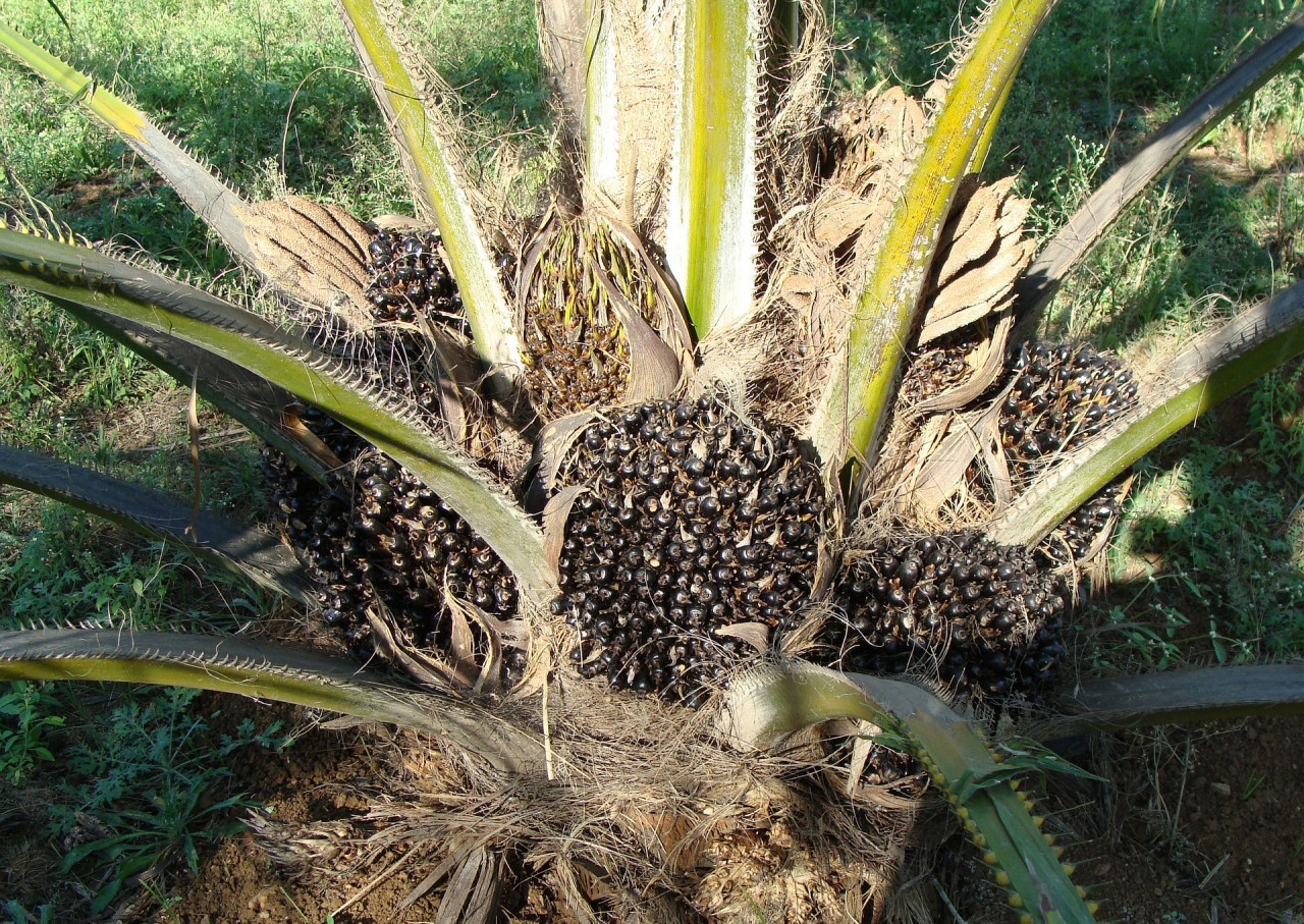 Growth in agro commodity exports, says Plantation Industries and Commodities Minister Datuk Zuraida Kamaruddin, has been driven mainly by products such as palm oil and rubber gloves. – Pixabay pic, December 25, 2021