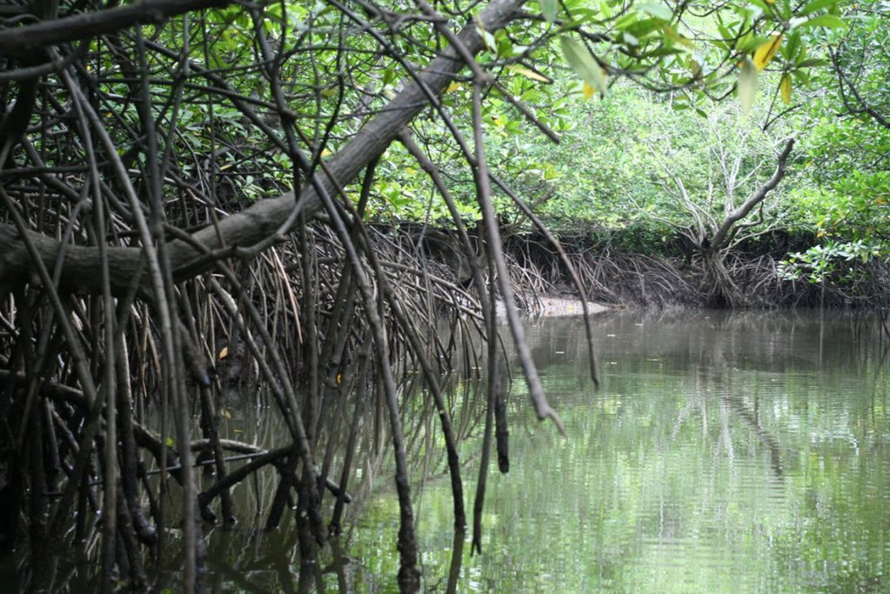 The Penang government is looking into deploying artificial reefs and planting mangroves to kick-start the offset programmes of the Penang South Islands project. – missgioia.com pic, June 9, 2021