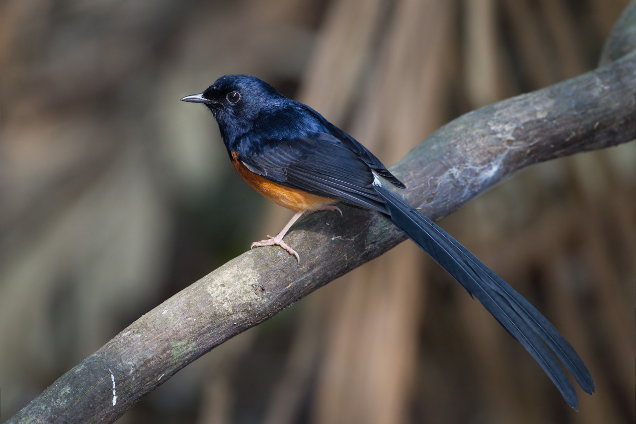 Checks onboard the boat found about 120 white-rumped shama birds (pictured), 540 Oriental-magpie robins and 14 fighting cocks suspected of being smuggled out. – Wikipedia pic, April 20, 2022