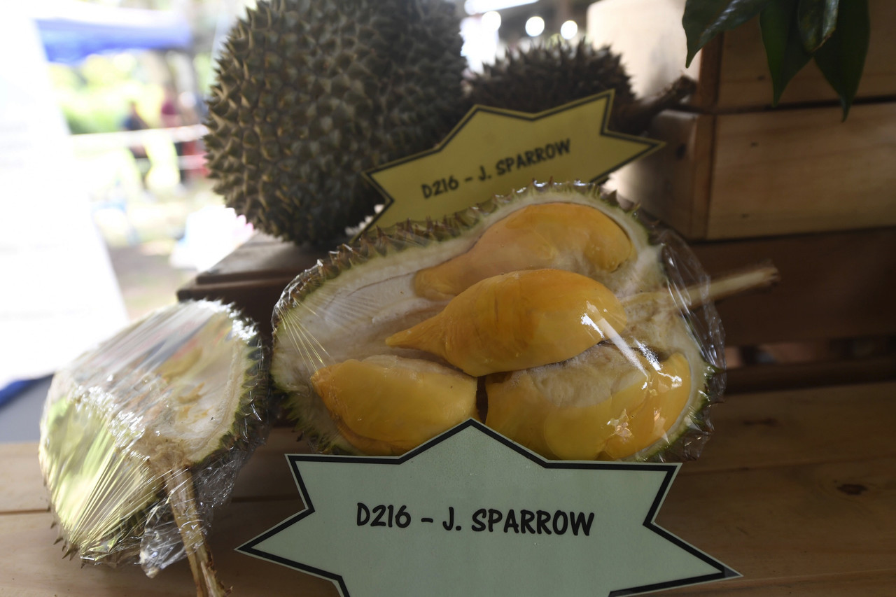The main colour of the J Sparrow flesh is light yellow-brown with a moderate aroma while its average sweetness is 35.3% Brix with moderate bitterness. – Bernama pic, June 20, 2022