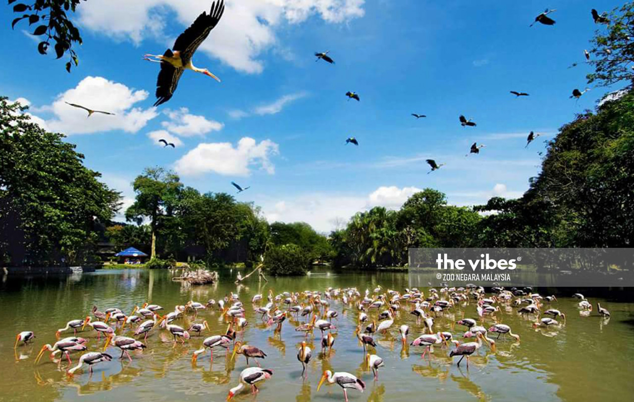 Storks seen in their open-air enclosure at Zoo Negara. – Zoo Negara pic, November 25, 2020