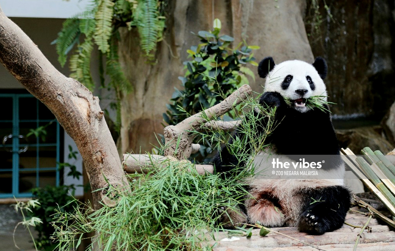 Not just animal residents, but Zoo Negara staff, too, in tight spot